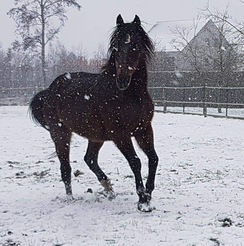 Eefy La Luna - Snow Horse